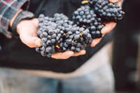 Bald Hills Winery