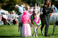 Wanaka A&P Show